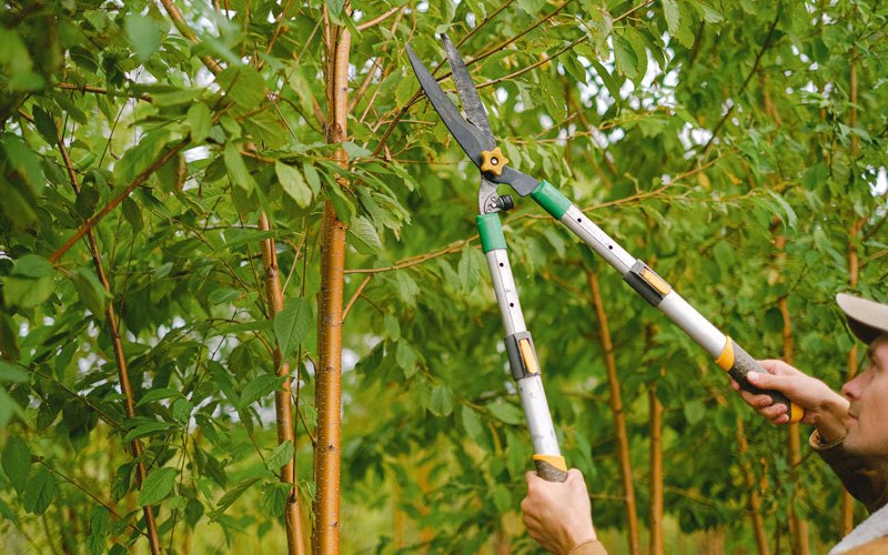 Tree trimming in Garnet Valley, PA